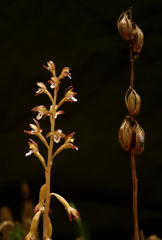 Day 3: Corallorhiza maculata (spotted coral root) with last years seed capsules