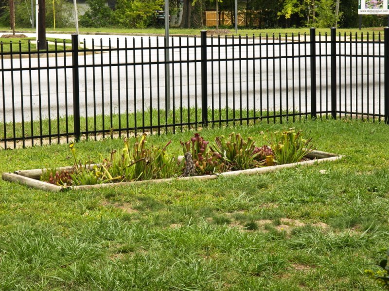 Bog garden from front porch