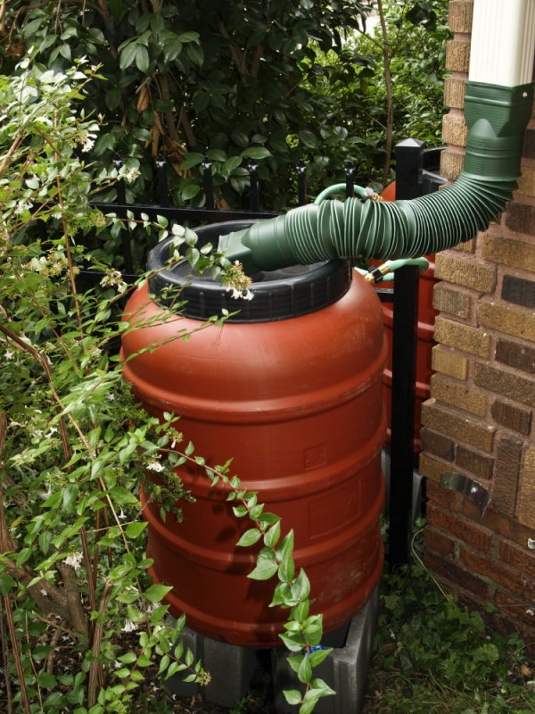Rain barrel - you can see the second one beside the house - they are connected so that overflow of first will fill the second