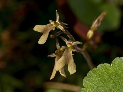 Day 1: Listera smallii (Small's twayblade)