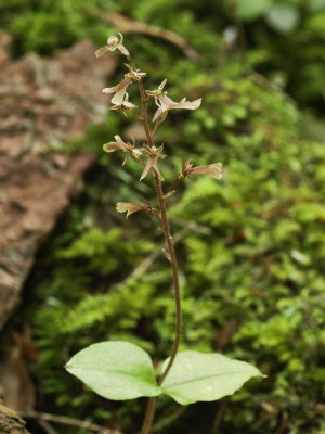 Day 1: Listera smallii (Small's twayblade)