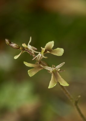 Day 1: Listera smallii (Small's twayblade)