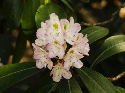 Day 1: Rhododendron maximum (rose bay)