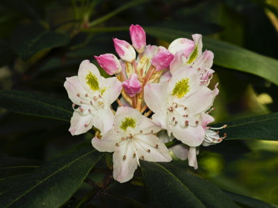 Day 1: Rhododendron maximum (rose bay)