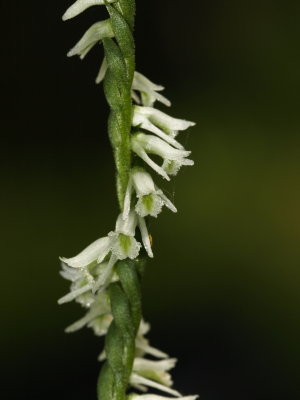 Day 1: Spiranthes lacera var. lacera (northern slender ladies'-tresses)