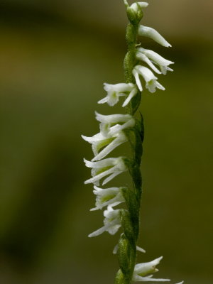 Day 1: Spiranthes lacera var. lacera (northern slender ladies'-tresses)