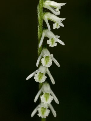 Day 1: Spiranthes lacera var. lacera (northern slender ladies'-tresses)