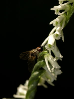 Day 1: Fly species on Spiranthes lacera var. lacera