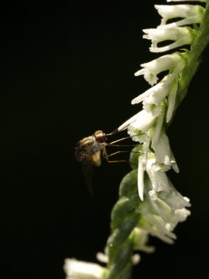 Day 1: Fly species on Spiranthes lacera var. lacera