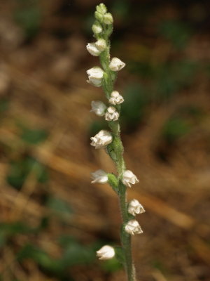 Day 1: Goodyera tesselata flowers (checkered rattlesnake orchid)