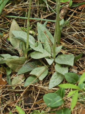 Day 1: Goodyera tesselata group (checkered rattlesnake orchid)