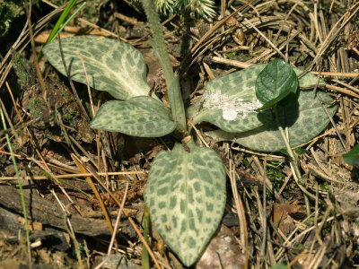 Day 1: Goodyera tesselata leaves (checkered rattlesnake orchid)