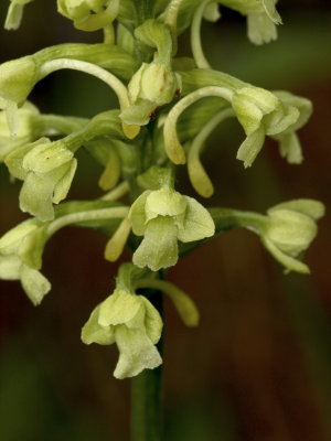 Day 1: Gymnadeniopsis clavellata (club-spur orchid)
