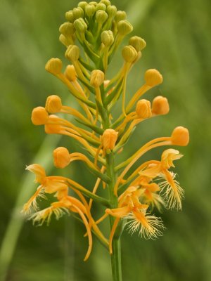 Day 1: Platanthera ciliaris (yellow fringed orchid)