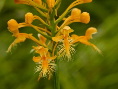 Day 1: Platanthera ciliaris (yellow fringed orchid)