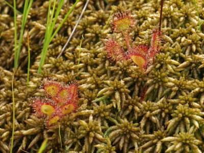 Day 1: Drosera rotundifolia (round-leaved sundew)