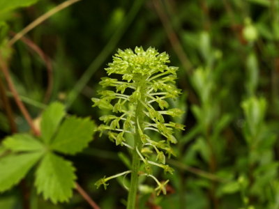 Day 2: Malaxsis unifolia