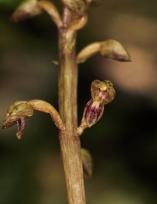 Day 3: Corallorhiza bentleyi (Bentley's coral root)