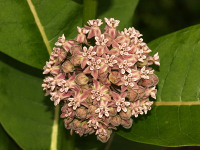 Day 3: Asclepias syriaca (common milkweed) on the roadside