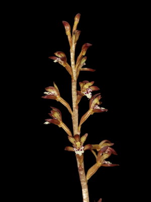 Day 3: Corallorhiza maculata (spotted coral root)
