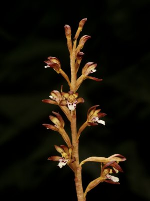 Day 3: Corallorhiza maculata (spotted coral root)