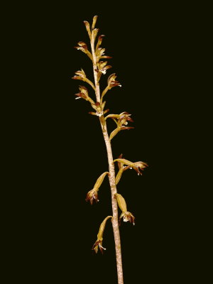 Day 3: Corallorhiza maculata (spotted coral root)