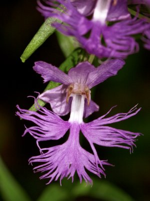 Platanthera xkeenanii (?) (pale frilly orchid)