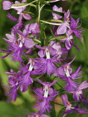 Platanthera shriveri (pale frilly orchid)