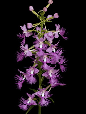 Platanthera shriveri (pale frilly orchid)