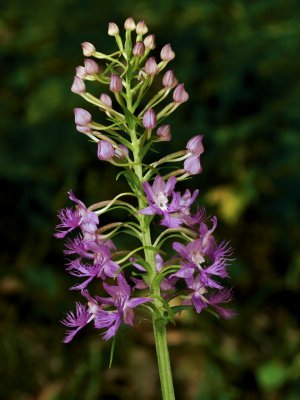 Platanthera shriveri (pale frilly orchid)