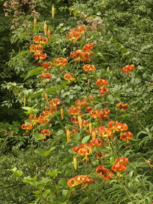 Lilium superbum (Turk's cap lily)