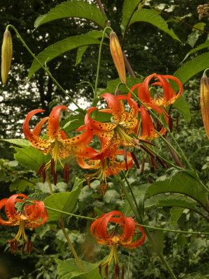 Lilium superbum (Turk's cap lily)