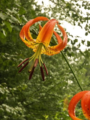 Lilium superbum (Turk's cap lily)