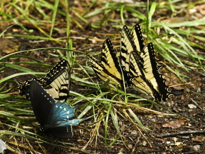 One Pipe vine butterfly and four Eastern tiger swallowtails