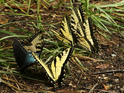 One Pipe vine butterfly and five Eastern tiger swallowtails