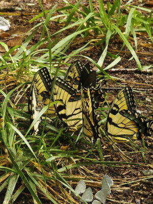 One Pipe vine butterfly and six Eastern tiger swallowtails and group of unknowns at bottom