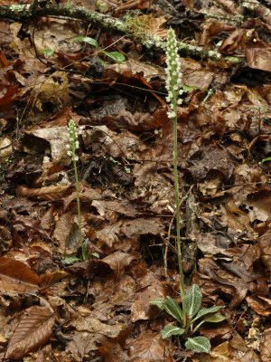 Two Goodyera pubescens orchids (Downy rattlesnake plantain)