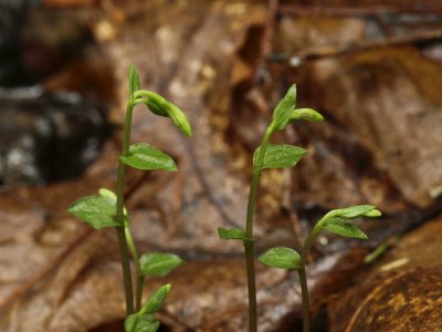 Triphora trianthophora (Three birds orchid)