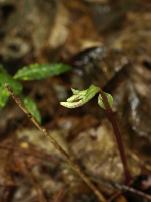Triphora trianthophora (Three birds orchid) - showing white color in the buds