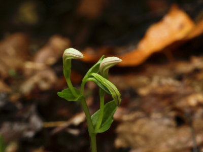 Triphora trianthophora (Three birds orchid) - will be one of the first to bloom in a few weeks