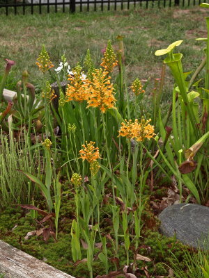 Platanthera ciliaris (yellow fringed orchid) in the front yard bog garden