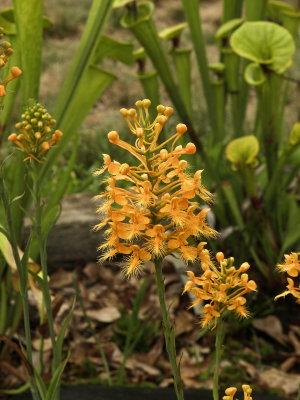 Platanthera ciliaris (yellow fringed orchid) with pitcher plants in the background