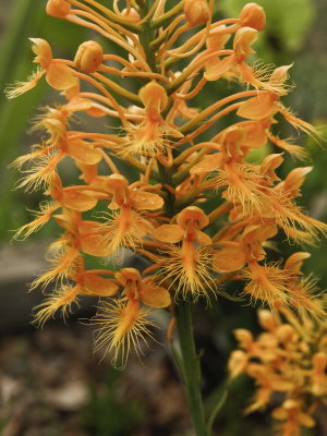 Platanthera ciliaris (yellow fringed orchid)