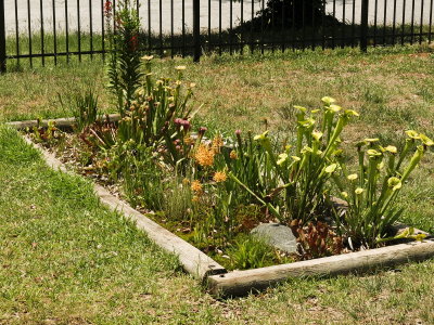 Bog Garden