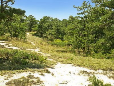 Platanthera pallida habitat  (facing North) - ancient dunes with pitch pine