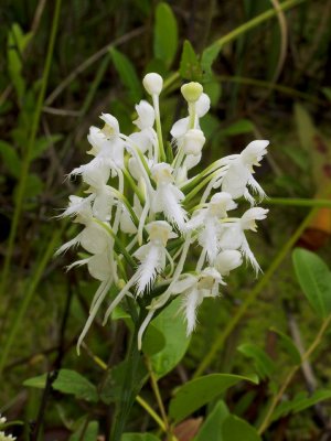 Platanthera conspicua from South Carolina - note lip curving forward