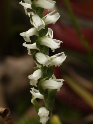Spiranthes cernua
