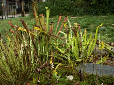 Spiranthes cernua ready to be in full bloom in a week or so