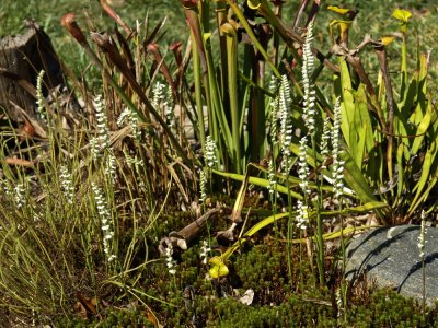 Spiranthes cernua in full bloom