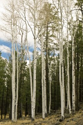 Aspen grove on the way to the Grand Canyon - north of Flagstaff, AZ